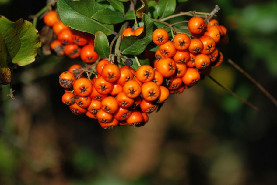 Дулана мева