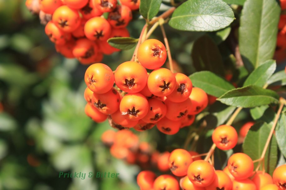 Колючий кустарник с желтыми цветами