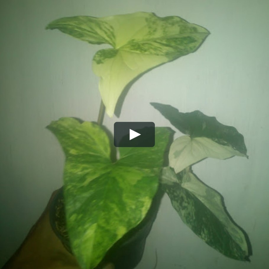 Сингониум Еллоу Пинк