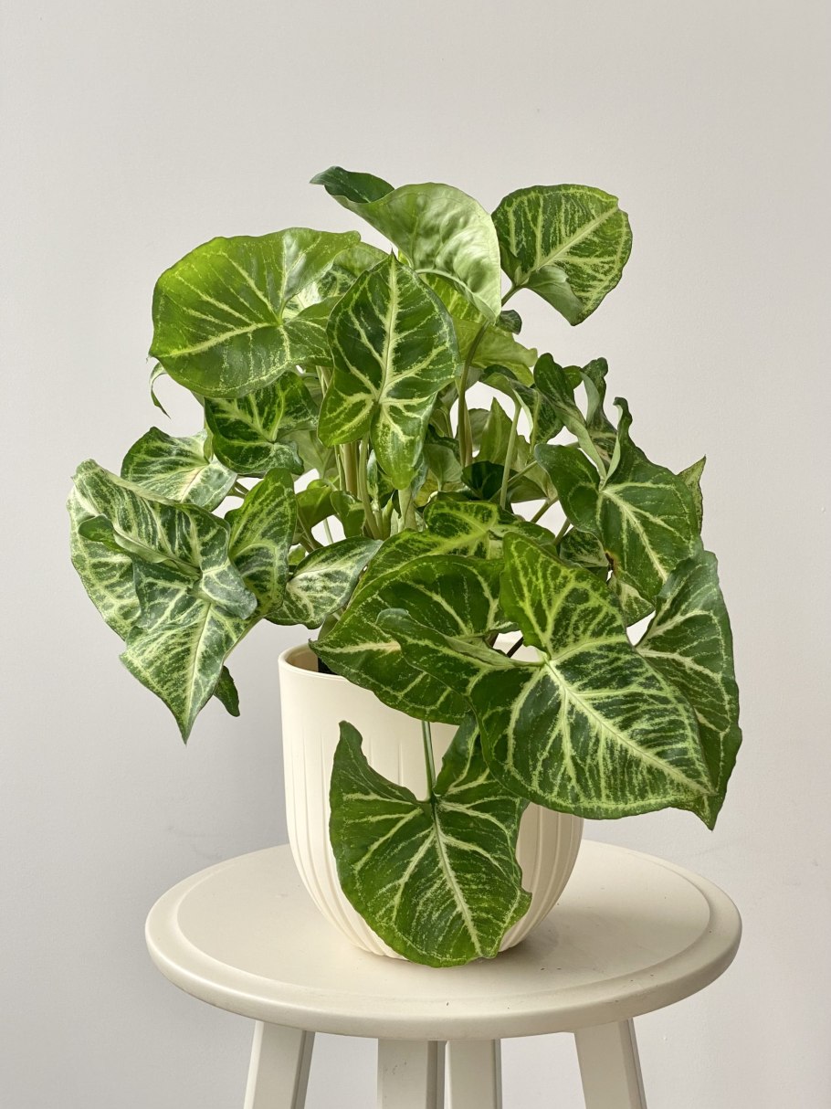 Сингониум Mojito