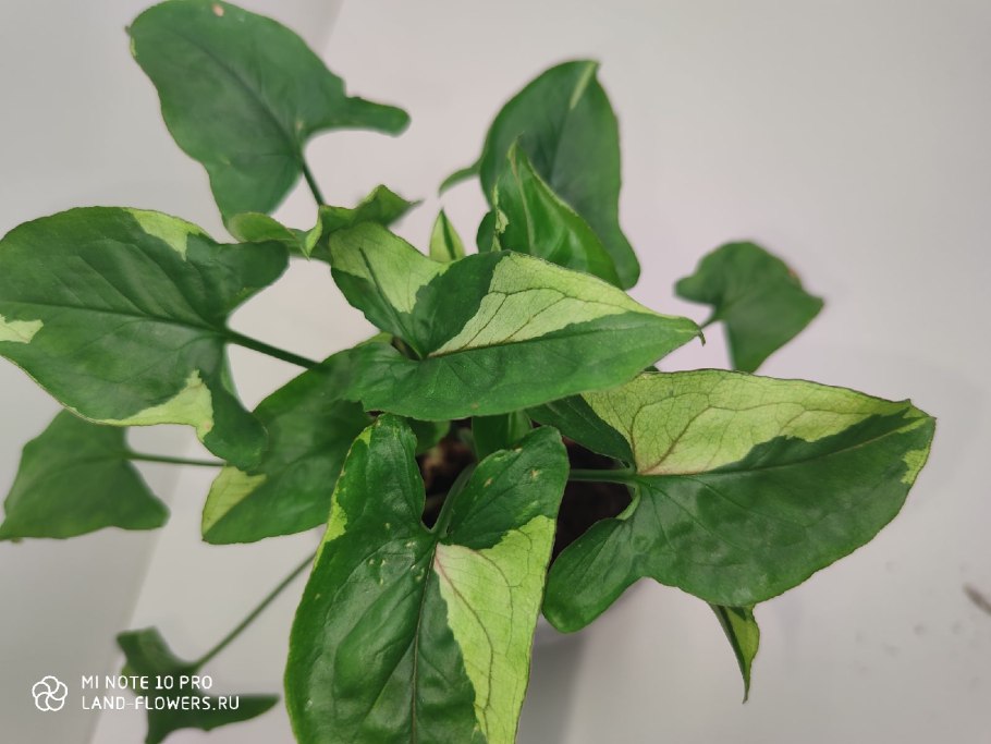 Сингониум в интерьере офиса