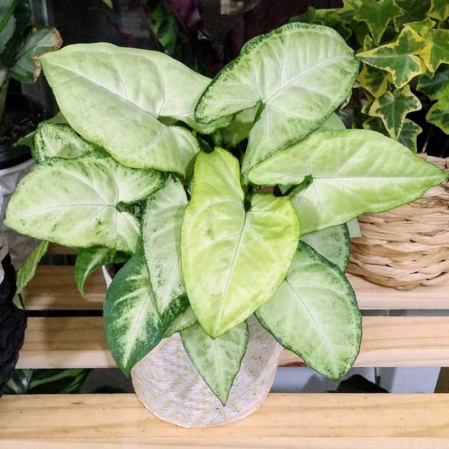 Сингониум альба