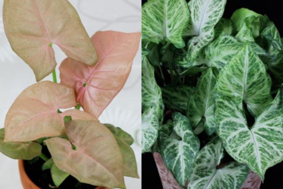 Сингониум podophyllum