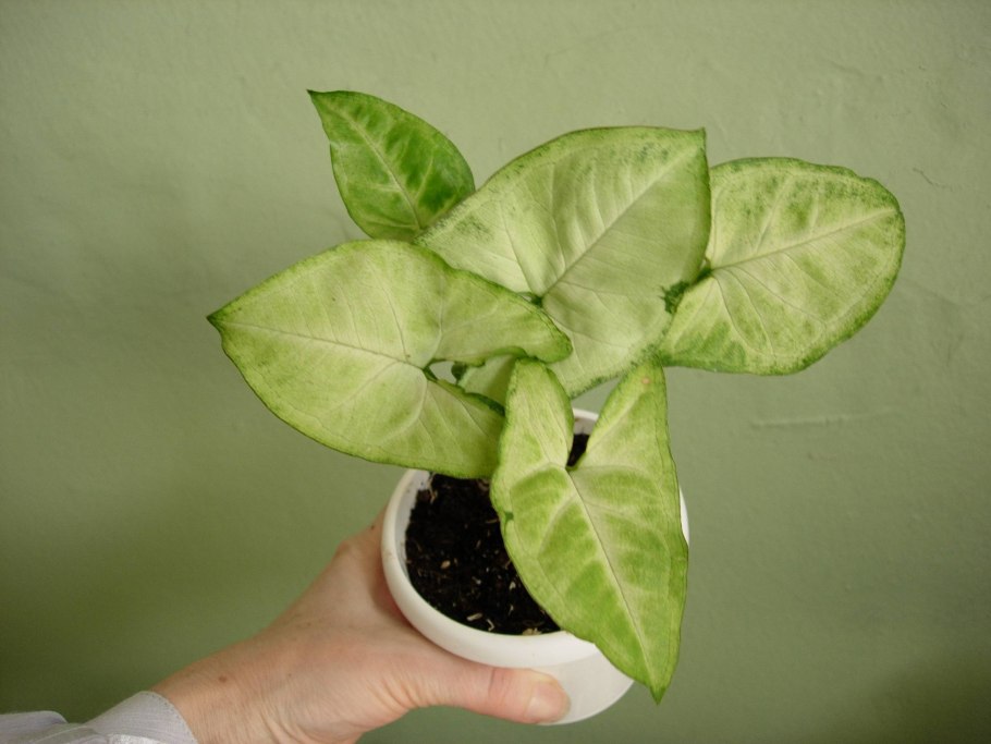 Сингониум цветение