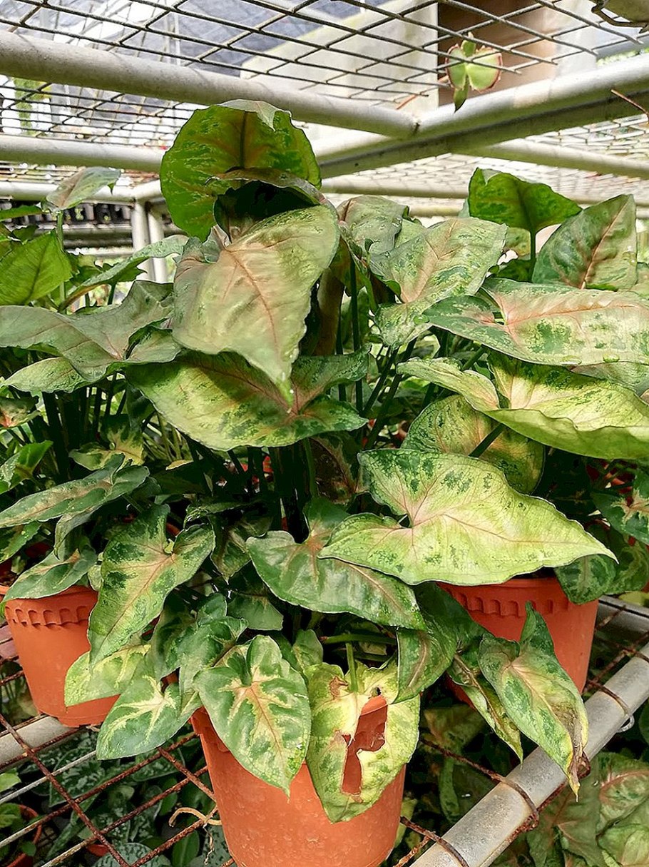 Сингониум грин эрроу