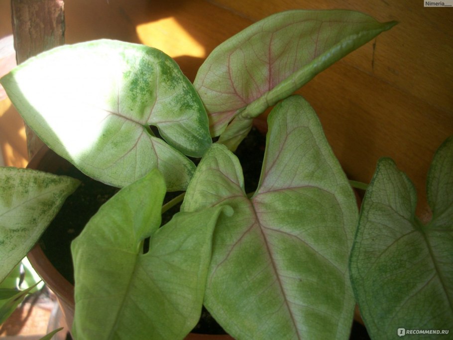 Сингониум Мария