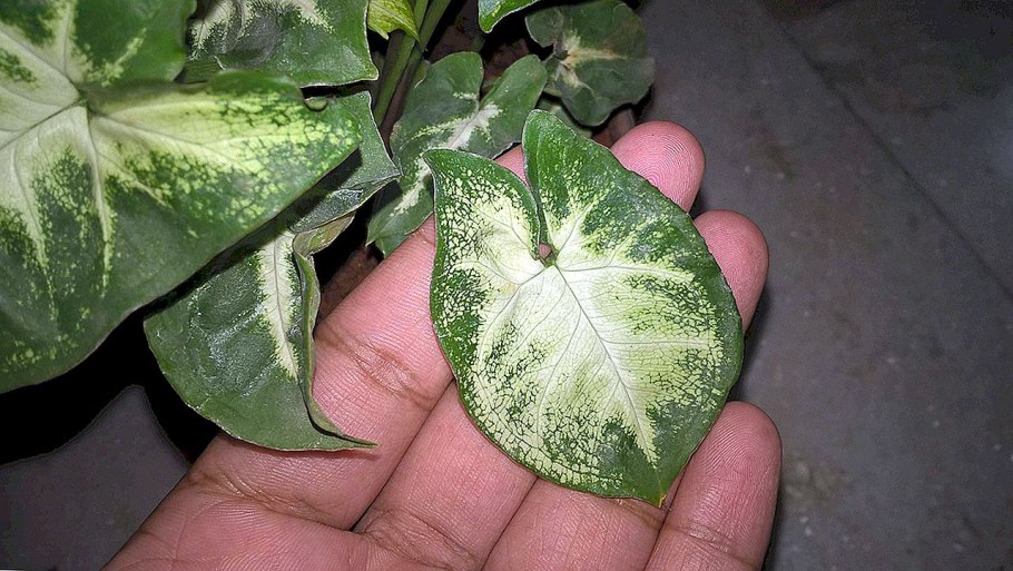 Сингониумы- это каладиумы?