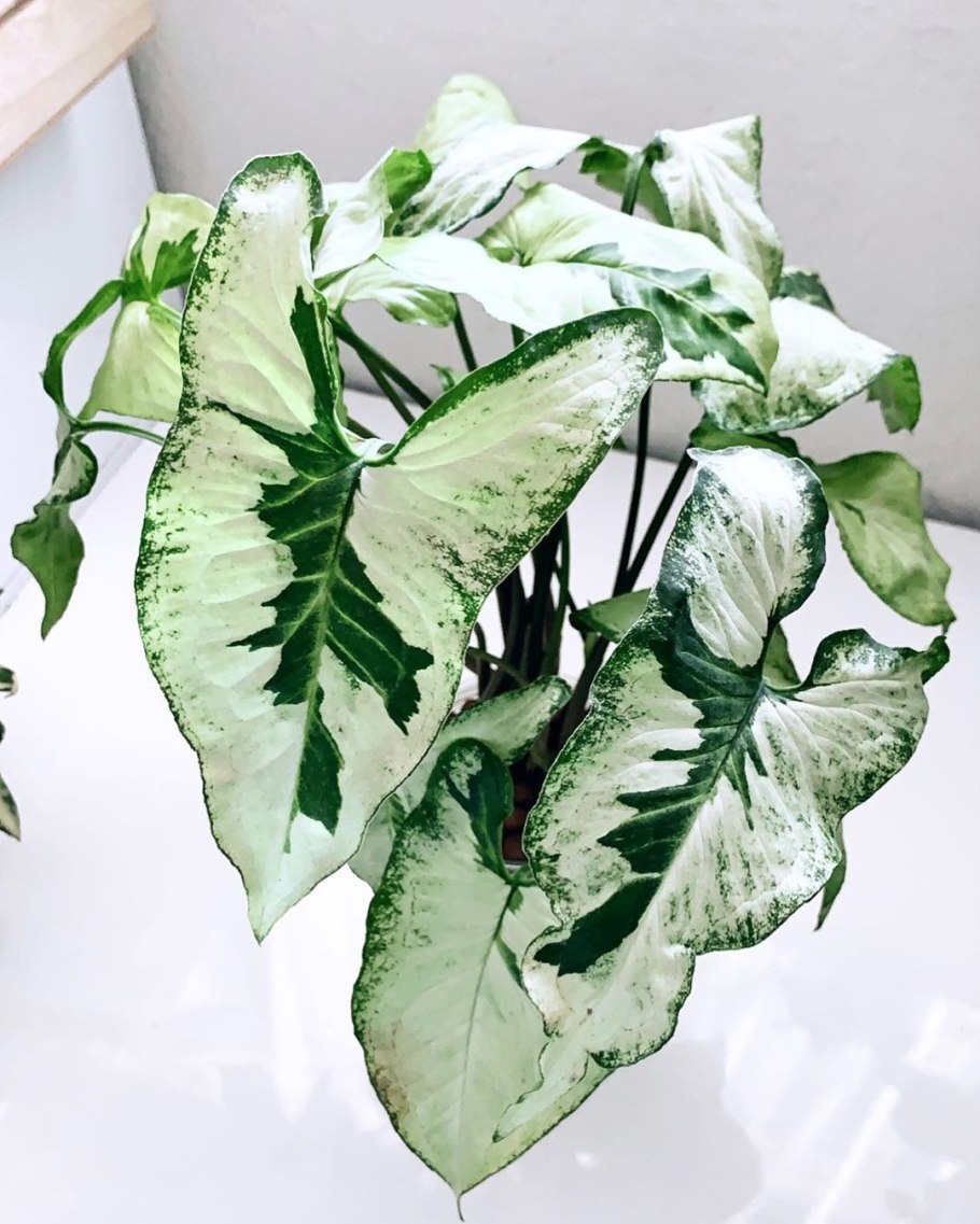 Мария пот сингониум