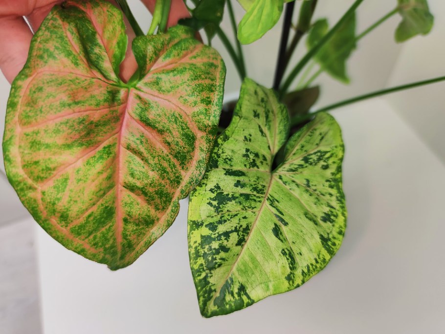 Сингониум фриклес