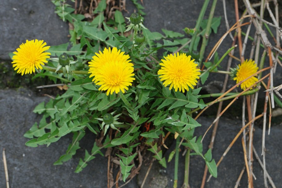 Taraxacum officinale листья
