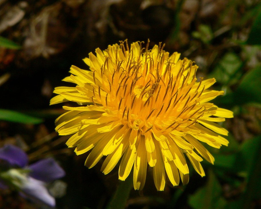 Taraxacum officinale f.h.Wigg. – Одуванчик лекарственный