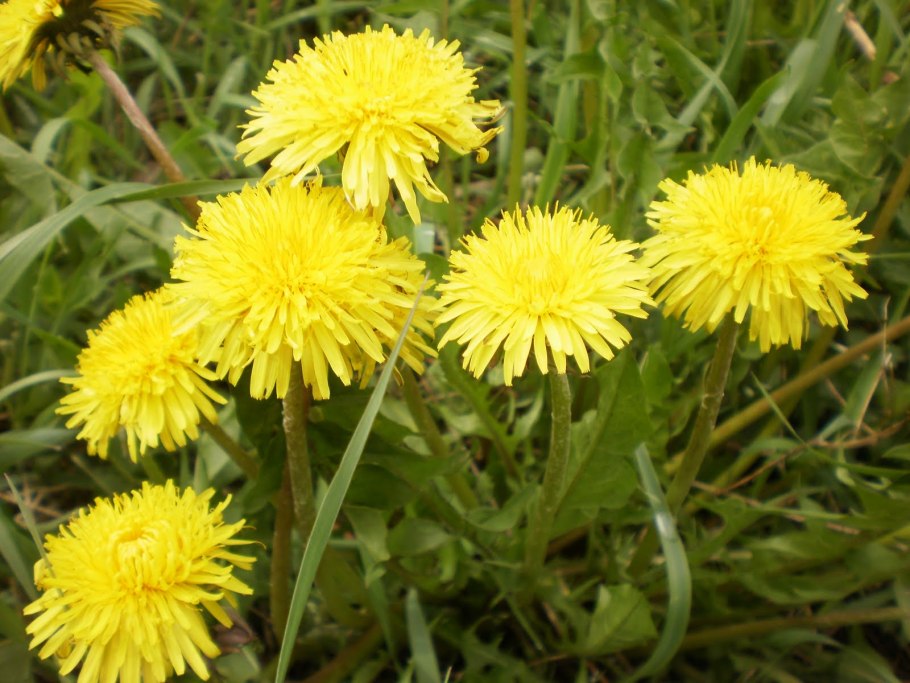 Одуванчик Taraxacum officinale