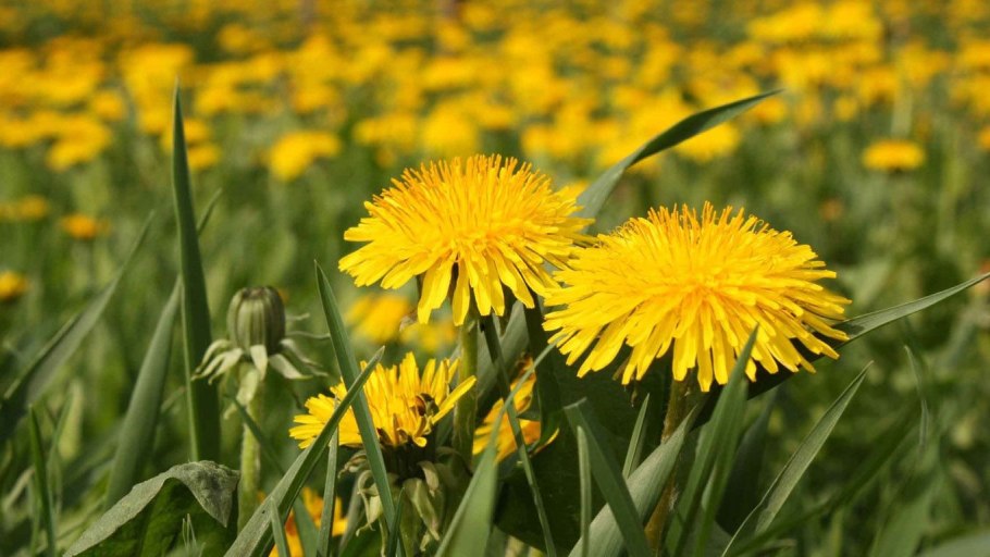 Одуванчик Taraxacum officinale