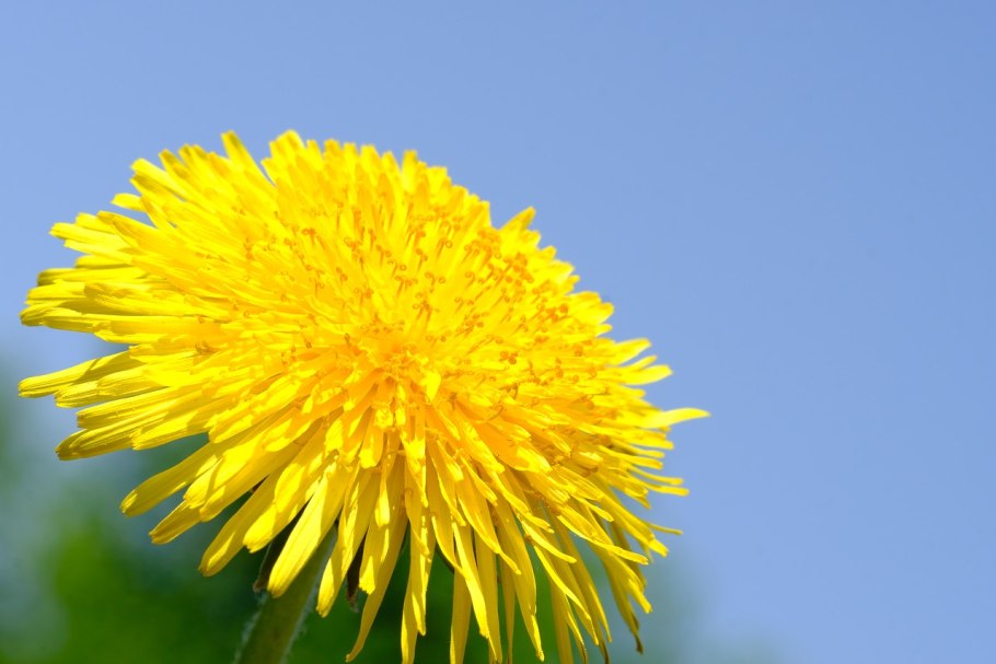 Asteraceae одуванчик