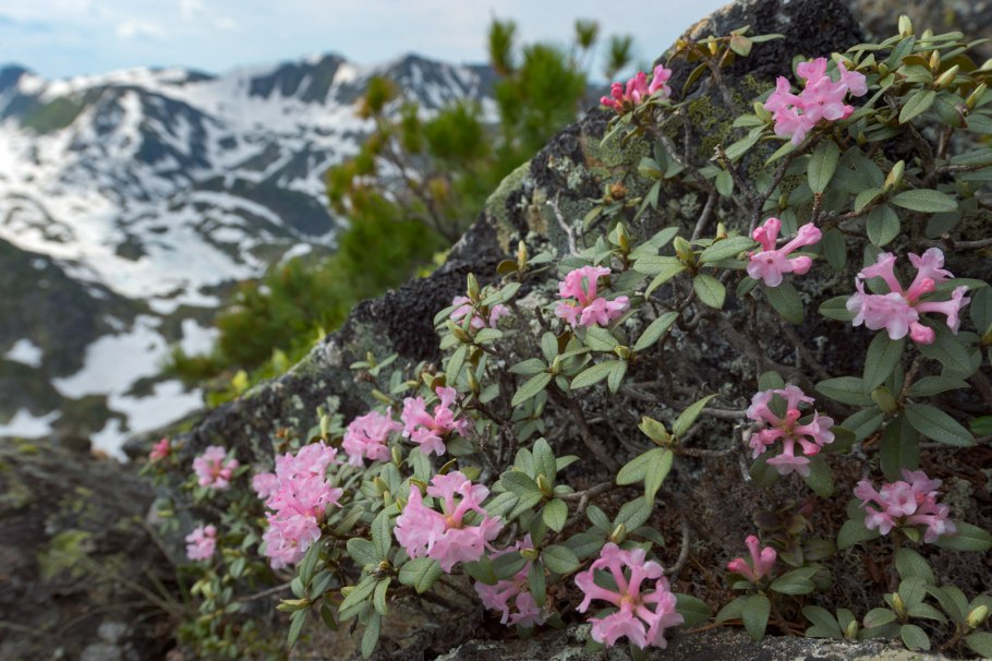 Флора баргузинского заповедника