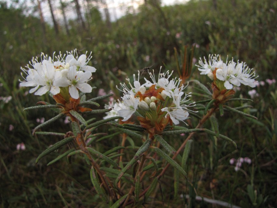 Горноколосник щитковый