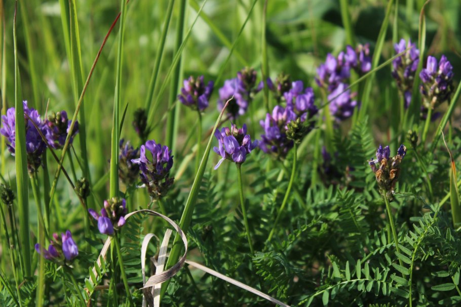 Отряд мохообразные