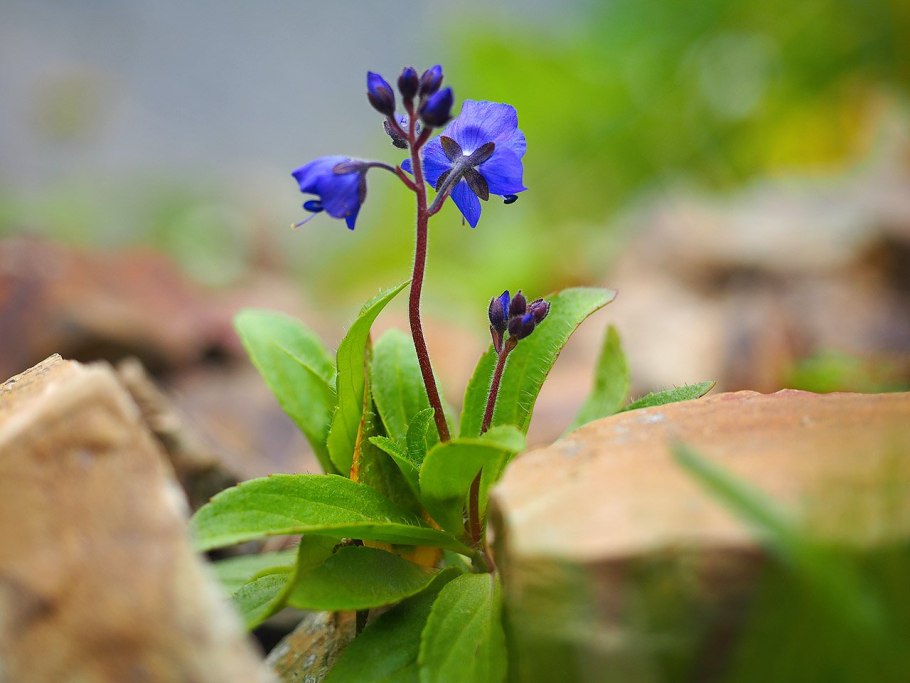 Командорский заповедник Флора