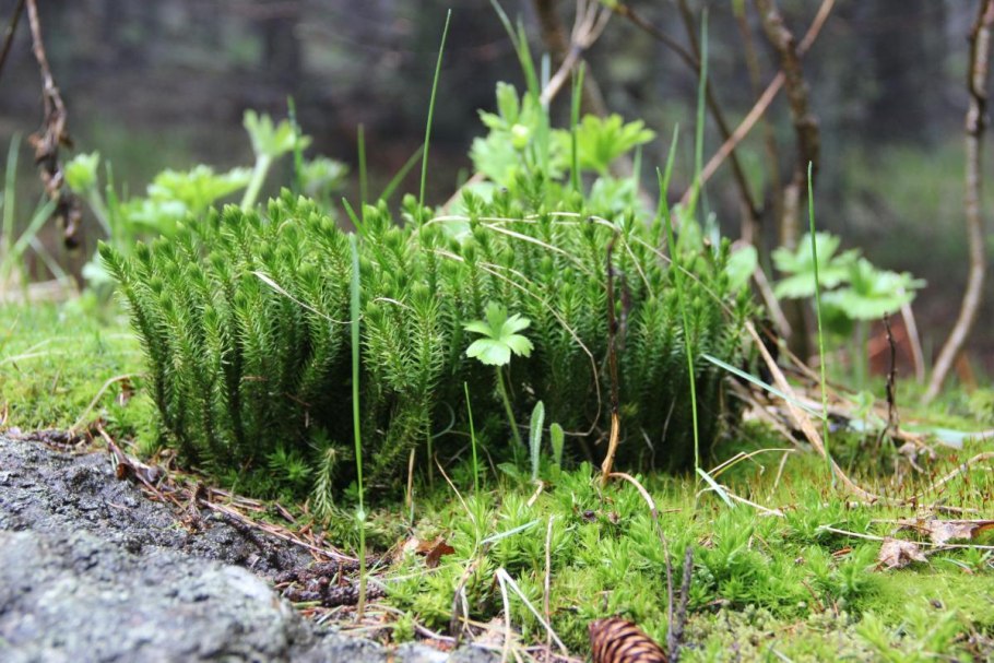 Плаун булавовидный (Lycopodium clavatum)