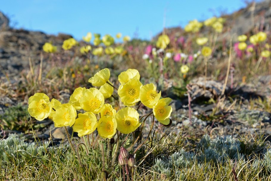 Плаун булавовидный
