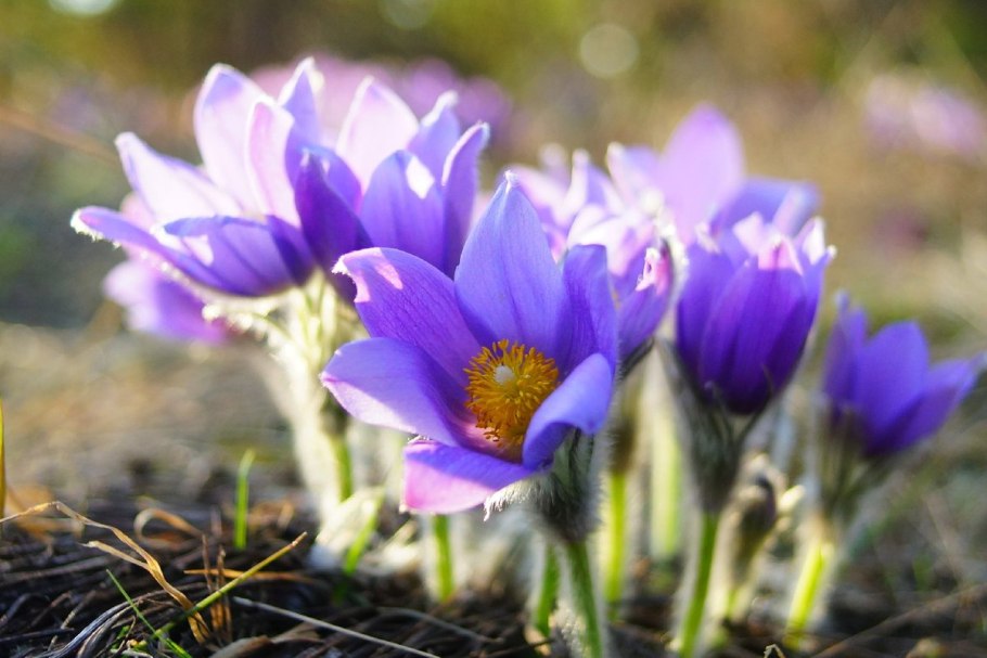 Первоцветы Ленобласти