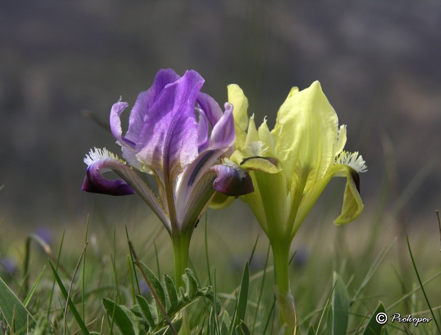 Полиподиопсиды папоротники