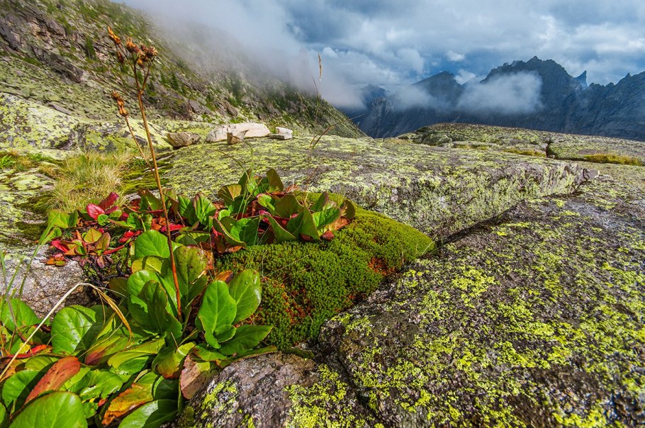 Папоротники Кавказского заповедника
