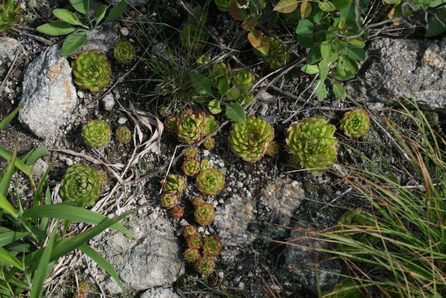 Лютик Арктический