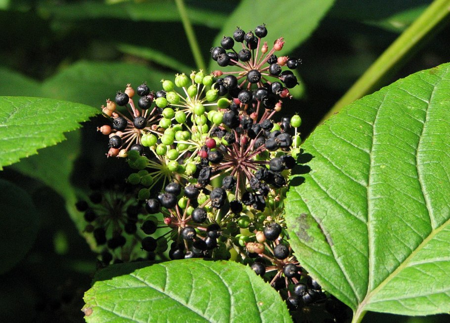 Примула первоцвет весенний красная книга