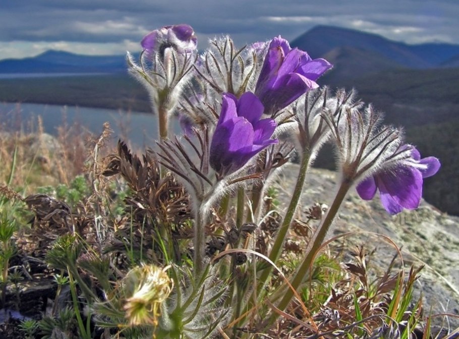 Плаун булавовидный и селагинелла