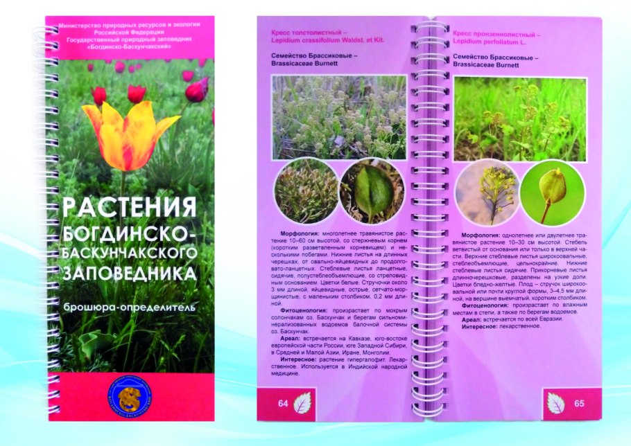 Венерин башмачок Люси Пинк панк