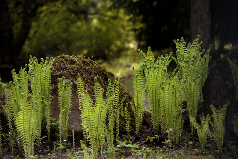 Рябчик русский Fritillaria ruthenica Wikstr.