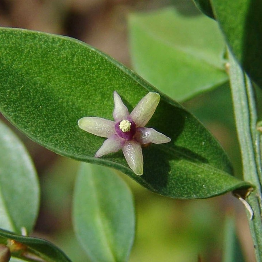 Иглица Колхидская красная книга