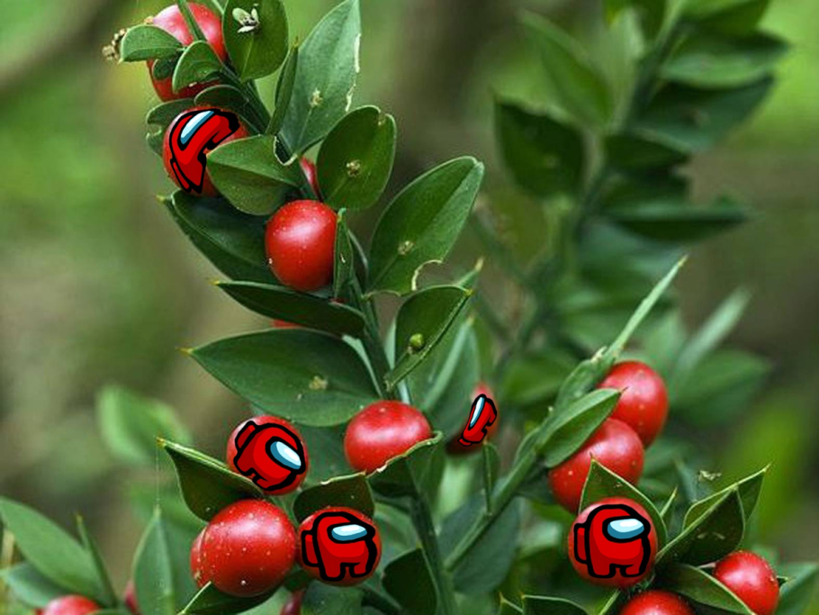 Иглица Колхидская