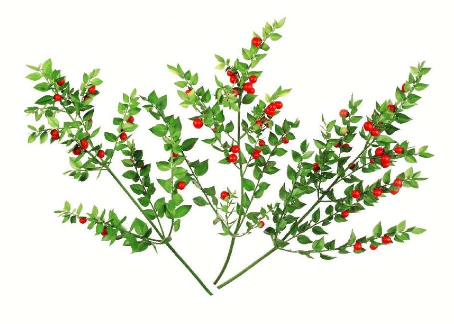 Иглица Понтийская