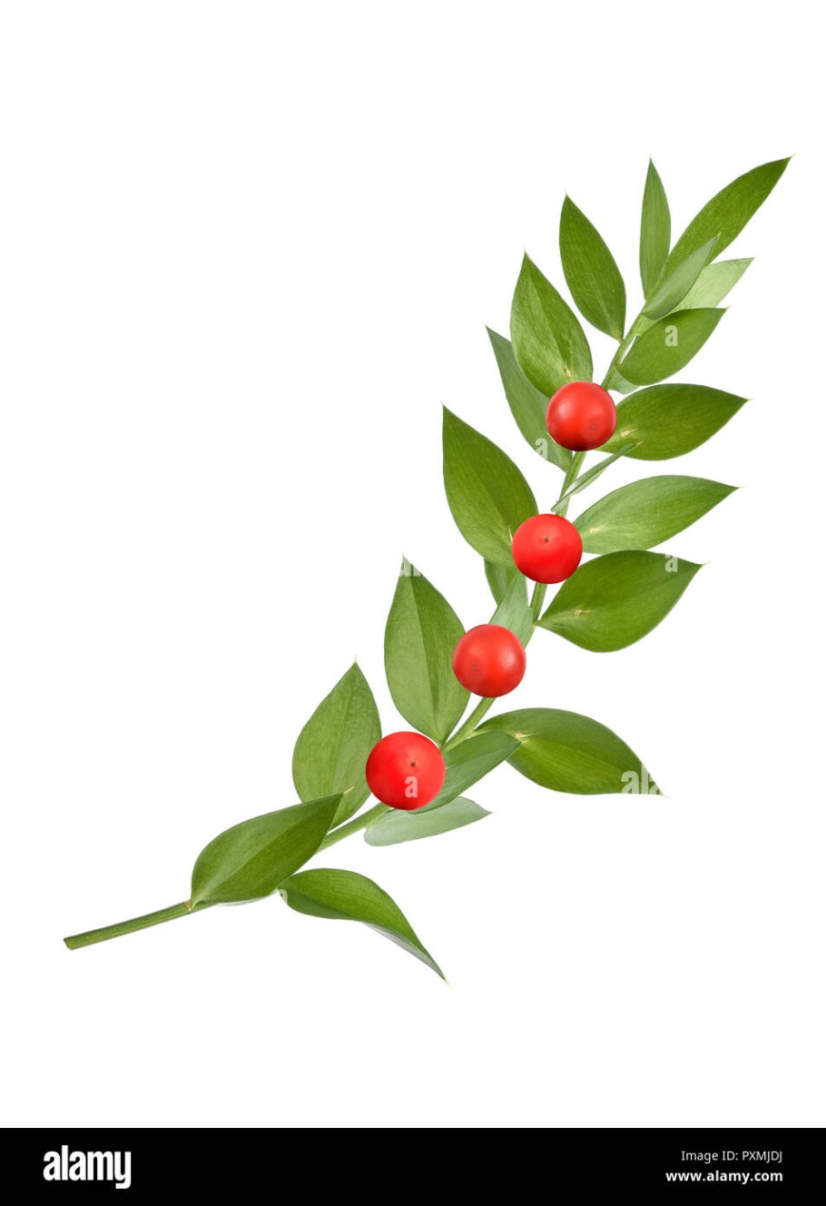 Рускус иглица