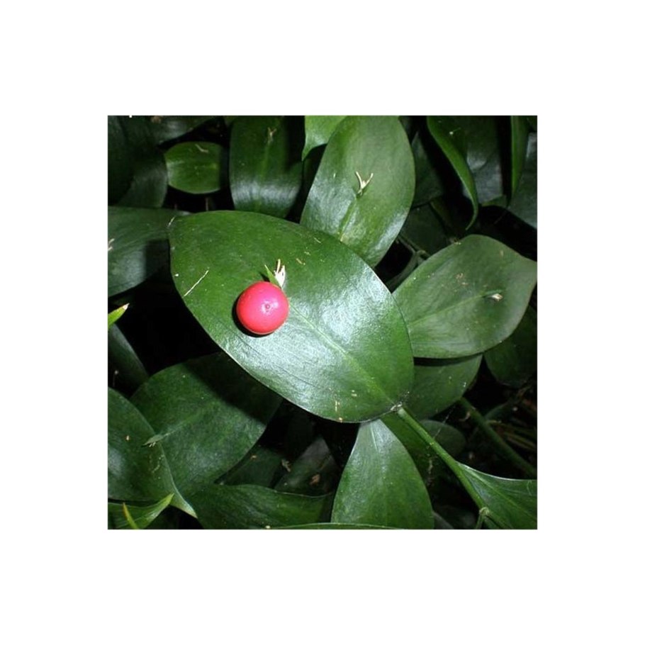 Иглица Кавказская