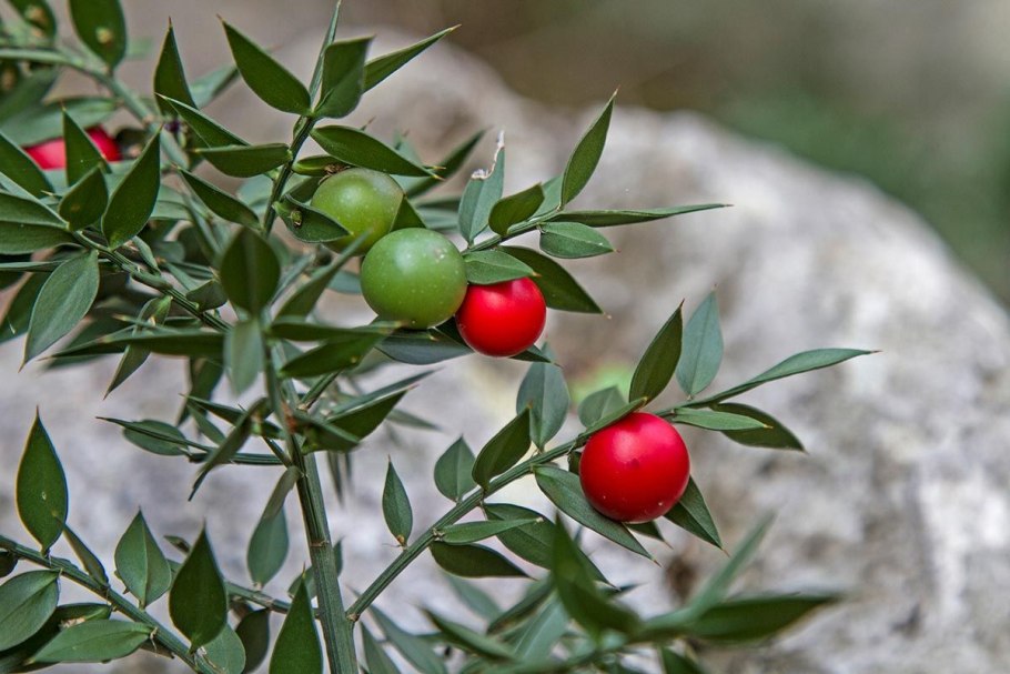 Иглица плоды