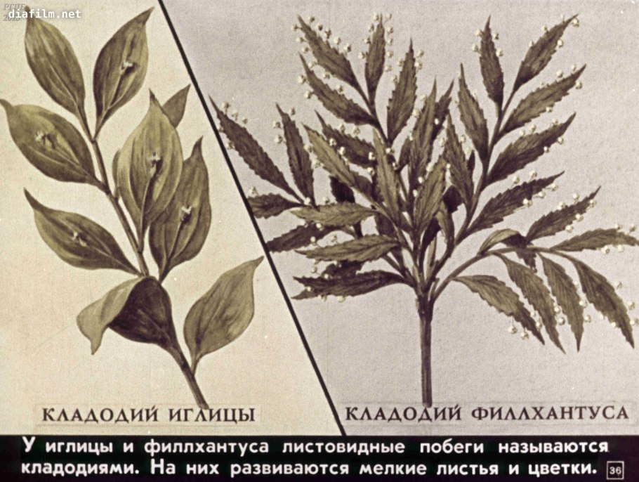 Иглица Понтийская кладодии