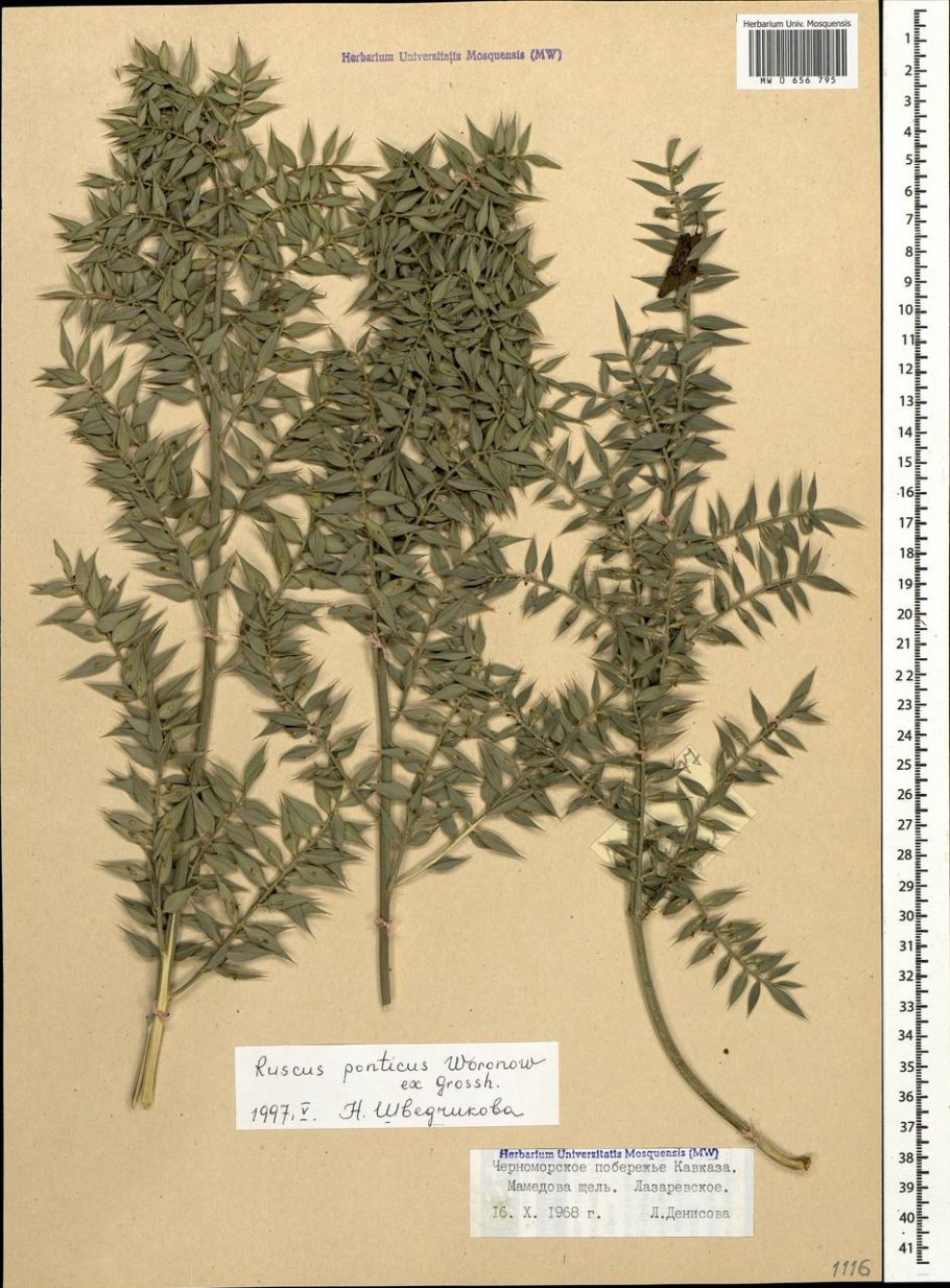 Nn-df383bzpe (инверторная)