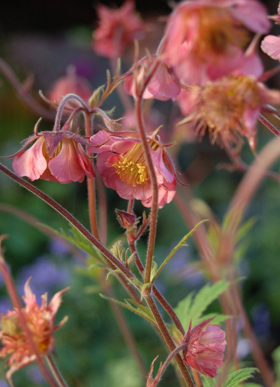 Гравилат Космополитен