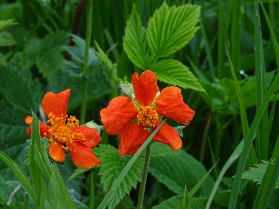 Гравилат Тинкербелл