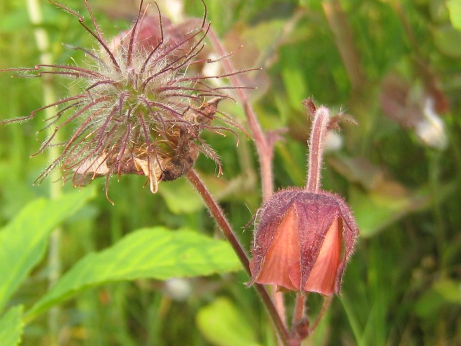Гравилат Речной цветок
