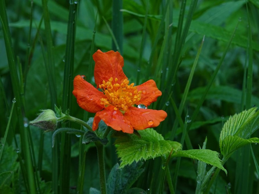 Гравилат красноцветковый