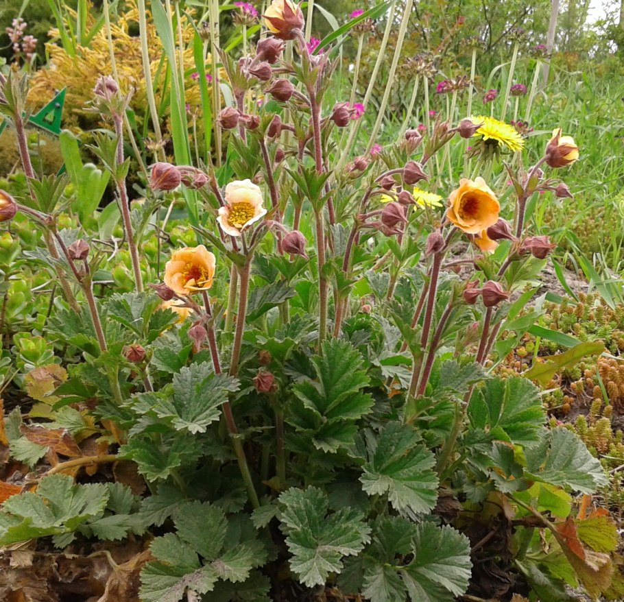 Гравилат гибридный