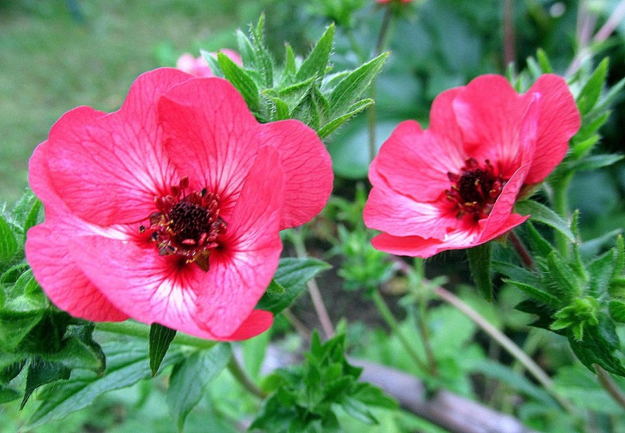 Цветок похож на гравилат темно бордовый