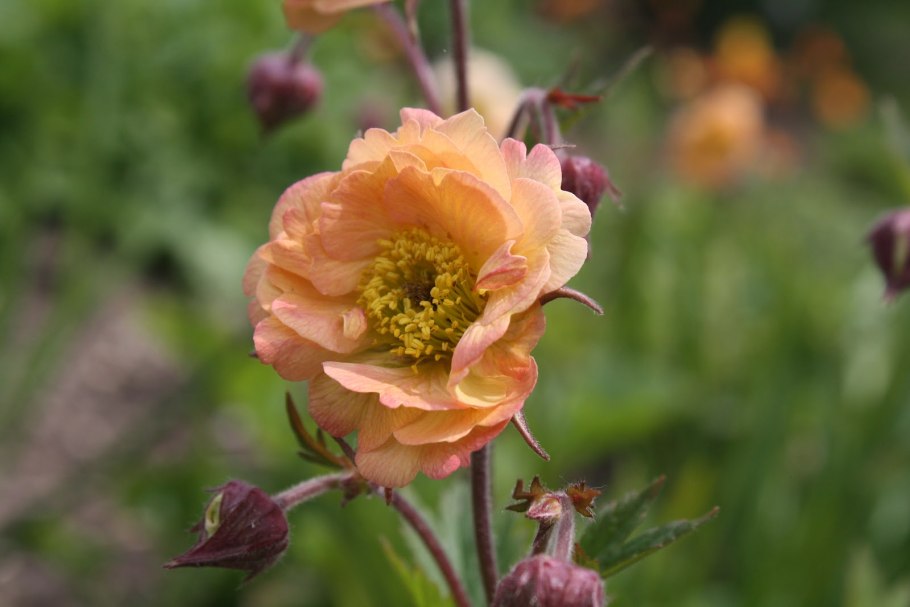 Гравилат чилийский май Тай