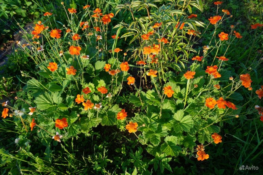 Гравилат Альпийский