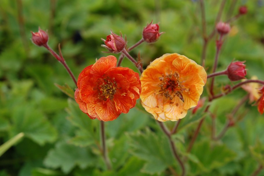 Гравилат Geum Cocktail Gimlet
