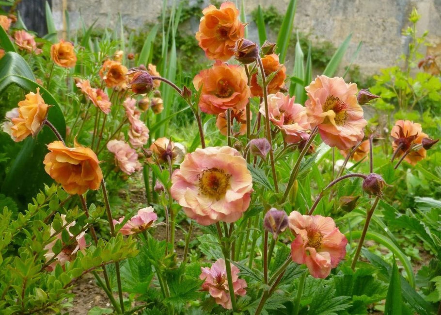 Гравилат чилийский